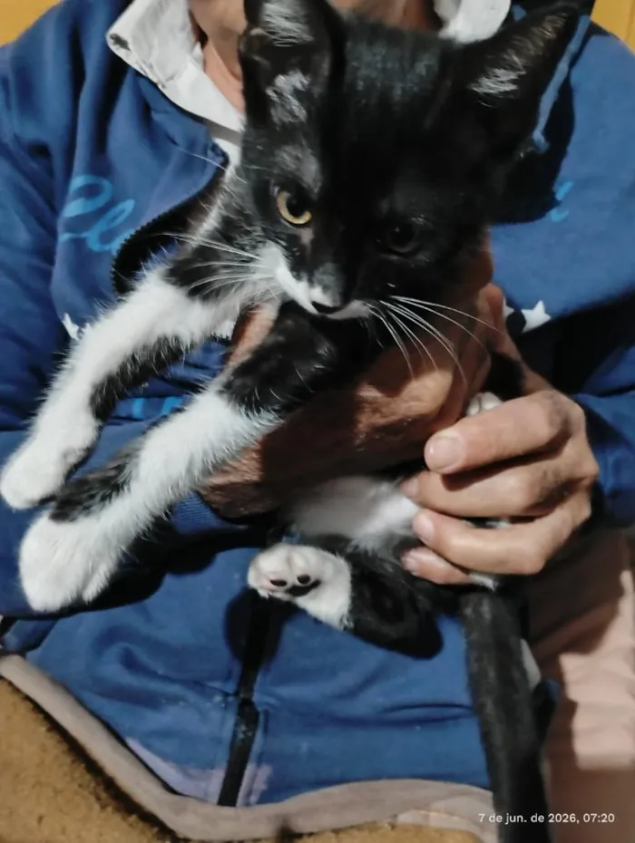 Gato raça SRD-ViraLata idade 2 a 6 meses nome Frajola