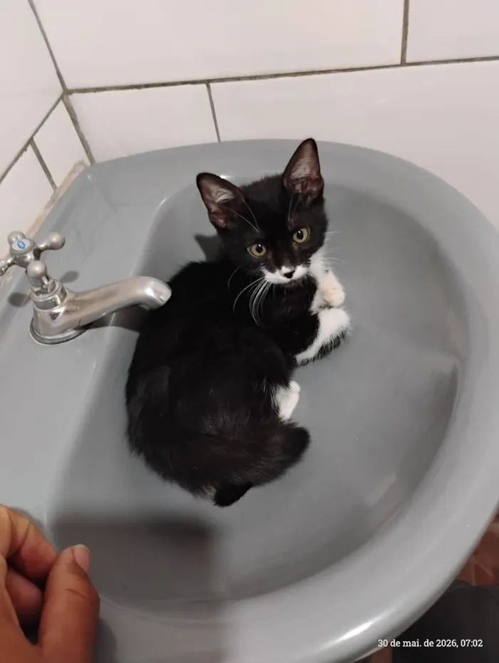 Gato raça SRD-ViraLata idade 2 a 6 meses nome Frajola
