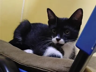 Gato raça SRD-ViraLata idade 2 a 6 meses nome Frajola