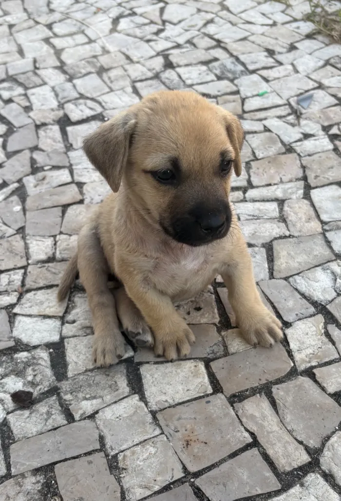 Cachorro raça SRD-ViraLata idade Abaixo de 2 meses nome Sem nome