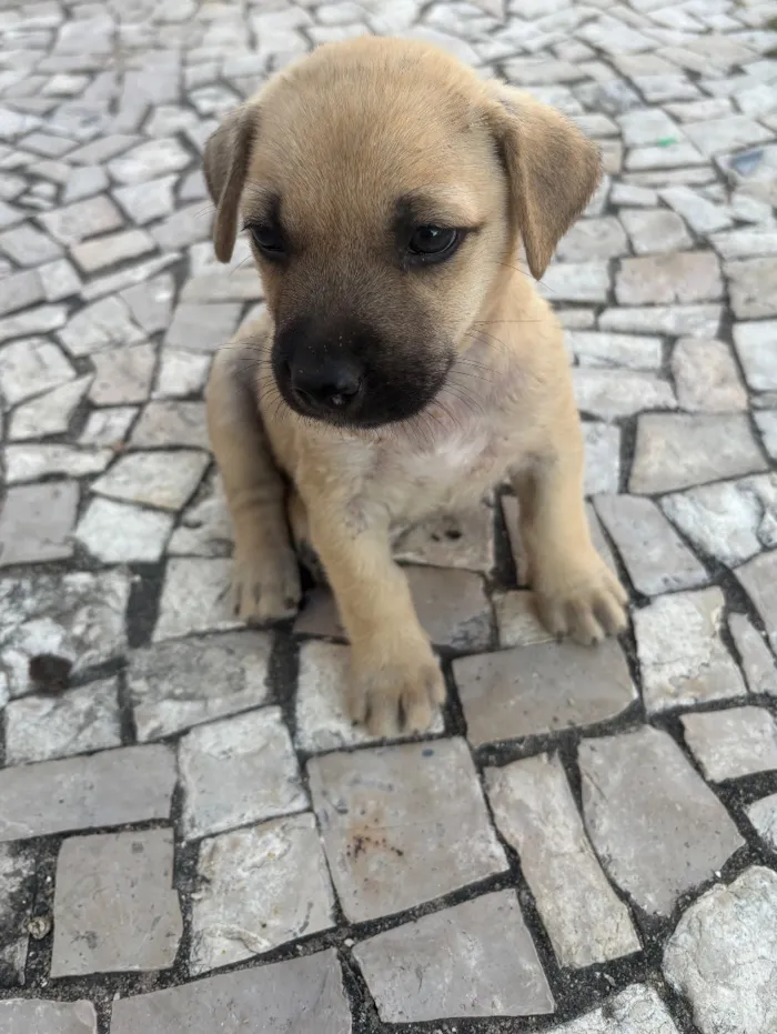 Cachorro raça SRD-ViraLata idade Abaixo de 2 meses nome Sem nome