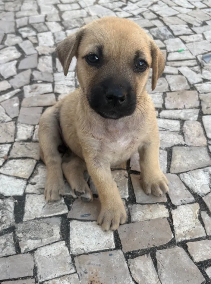 Cachorro raça SRD-ViraLata idade Abaixo de 2 meses nome Sem nome