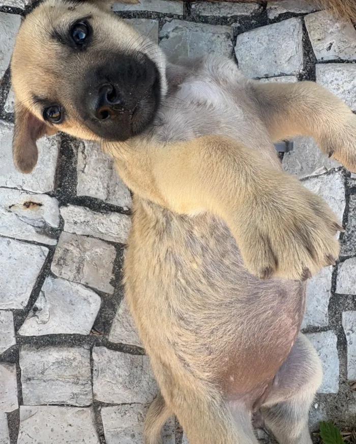Cachorro raça SRD-ViraLata idade Abaixo de 2 meses nome Sem nome