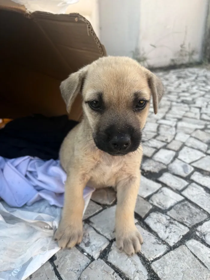Cachorro raça SRD-ViraLata idade Abaixo de 2 meses nome Sem nome