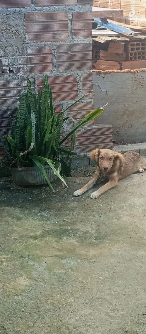 Cachorro raça SRD-ViraLata idade 2 a 6 meses nome Amora
