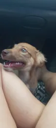 Amora
