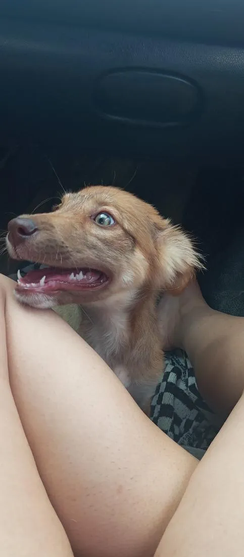 Cachorro raça SRD-ViraLata idade 2 a 6 meses nome Amora