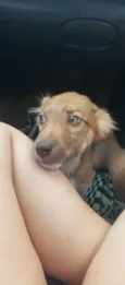 Amora
