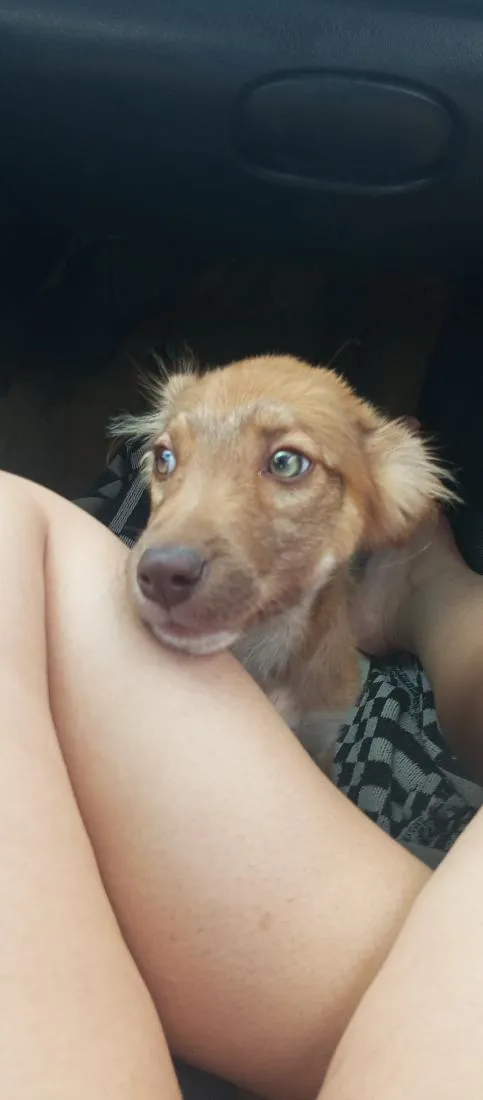 Cachorro raça SRD-ViraLata idade 2 a 6 meses nome Amora