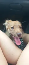 Amora
