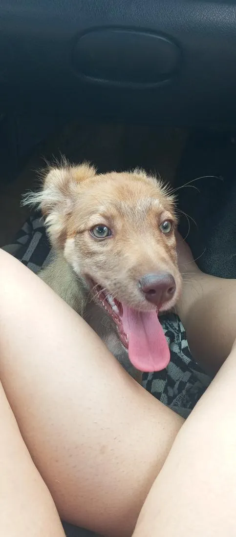 Cachorro raça SRD-ViraLata idade 2 a 6 meses nome Amora
