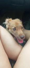 Amora
