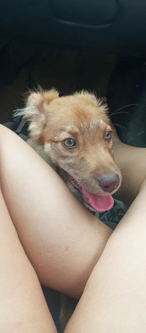 Cachorro raça SRD-ViraLata idade 2 a 6 meses nome Amora