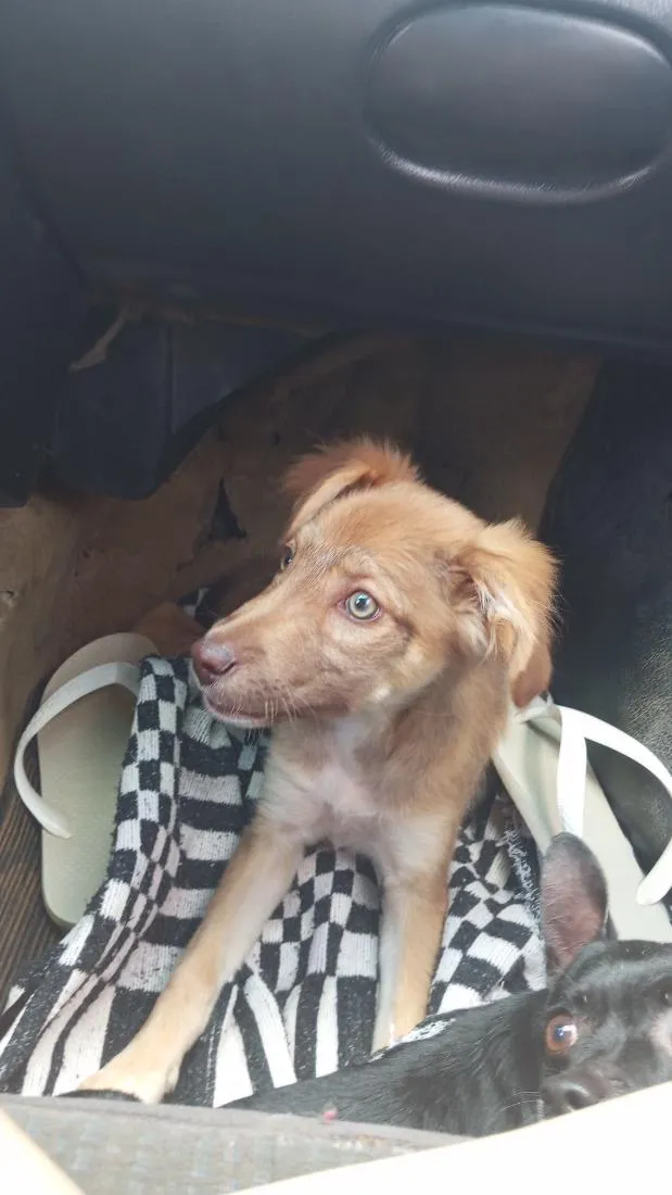 Cachorro raça SRD-ViraLata idade 2 a 6 meses nome Amora