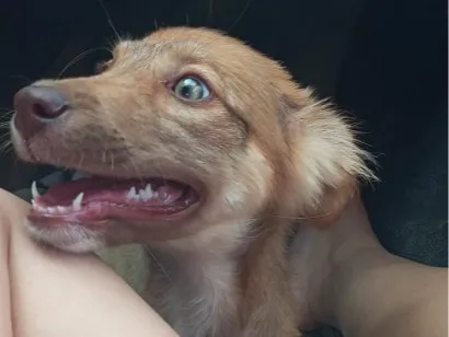 Cachorro raça SRD-ViraLata idade 2 a 6 meses nome Amora