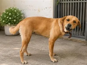 Cachorro raça SRD-ViraLata idade 2 a 6 meses nome Lilo