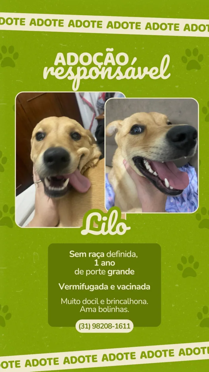Cachorro raça SRD-ViraLata idade 2 a 6 meses nome Lilo