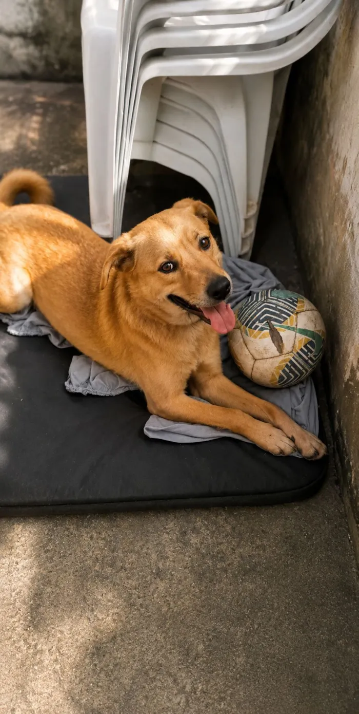 Cachorro raça SRD-ViraLata idade 2 a 6 meses nome Lilo