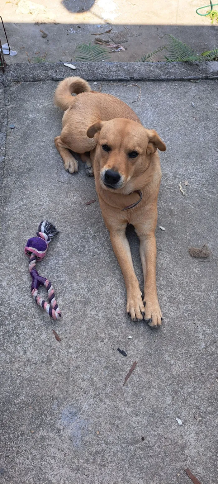Cachorro raça SRD-ViraLata idade 2 a 6 meses nome Lilo