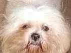 Cachorro raça Lhasa apso idade 6 ou mais anos nome Chan
