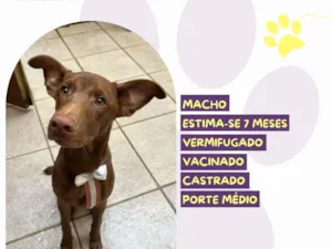 Cachorro raça SRD-ViraLata idade 7 a 11 meses nome Cookie