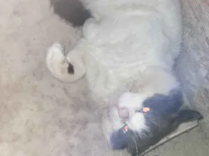 Gato raça Siamês idade 1 ano nome Zeus
