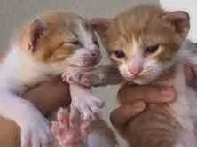 Gato raça SRD-ViraLata idade Abaixo de 2 meses nome Pretinha/Estrela