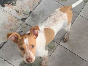 Cachorro raça SRD-ViraLata idade 2 a 6 meses nome Bob