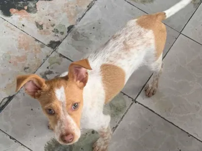 Cachorro raça SRD-ViraLata idade 2 a 6 meses nome Bob