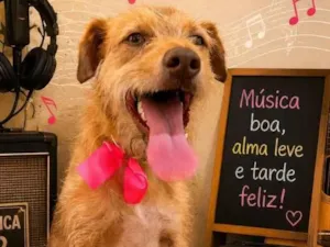 Cachorro raça SRD-ViraLata idade 1 ano nome Princesa