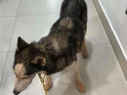 Cachorro raça Pastor Alemão idade 4 anos nome Lobão