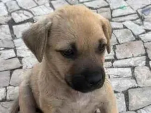 Cachorro raça SRD-ViraLata idade Abaixo de 2 meses nome Sem nome