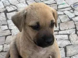 Cachorro raça SRD-ViraLata idade Abaixo de 2 meses nome Sem nome