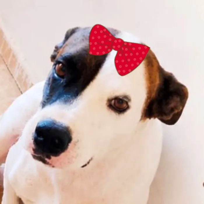 Cachorro raça SRD-ViraLata idade 1 ano nome Maya 