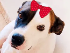 Cachorro raça SRD-ViraLata idade 1 ano nome Maya 