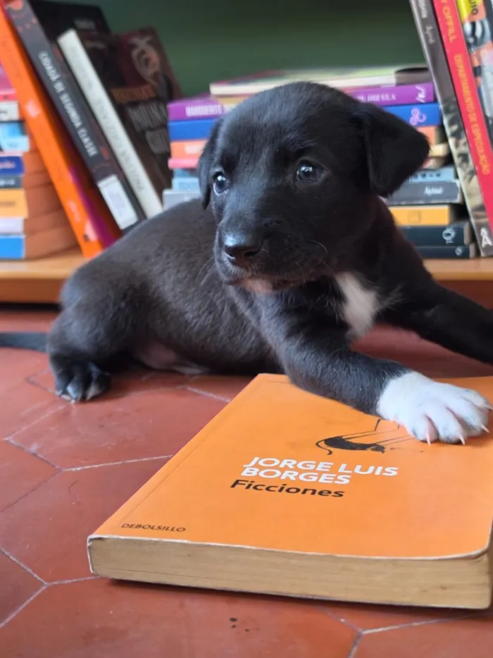 Cachorro raça SRD-ViraLata idade Abaixo de 2 meses nome Borges