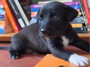 Cachorro raça SRD-ViraLata idade Abaixo de 2 meses nome Borges