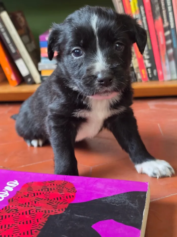 Cachorro raça SRD-ViraLata idade 2 a 6 meses nome Chimamanda