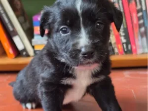 Cachorro raça SRD-ViraLata idade 2 a 6 meses nome Chimamanda
