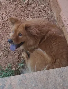 Cachorro raça SRD-ViraLata idade 2 anos nome Kiara