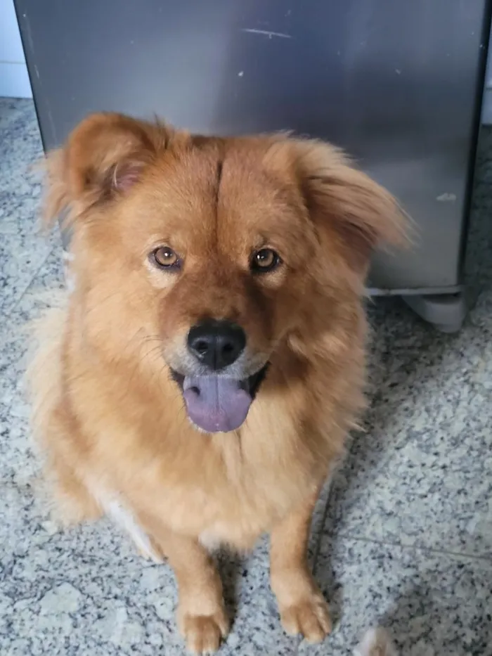 Cachorro raça SRD-ViraLata idade 2 anos nome Kiara
