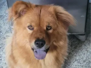 Cachorro raça SRD-ViraLata idade 2 anos nome Kiara