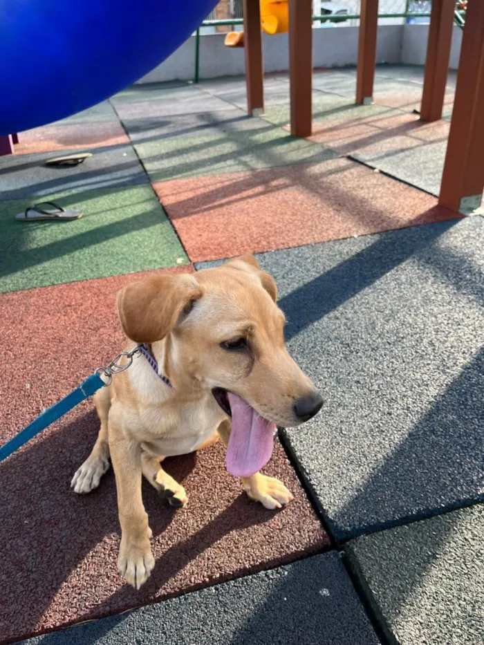 Cachorro raça SRD-ViraLata idade 7 a 11 meses nome amora