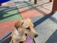 amora
