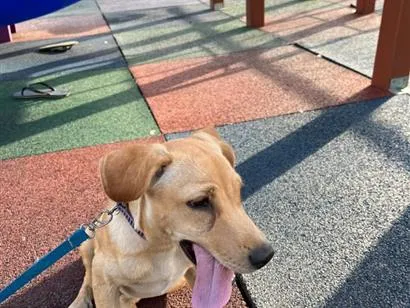 Cachorro raça SRD-ViraLata idade 7 a 11 meses nome amora