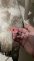Miau 