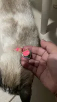 Miau 