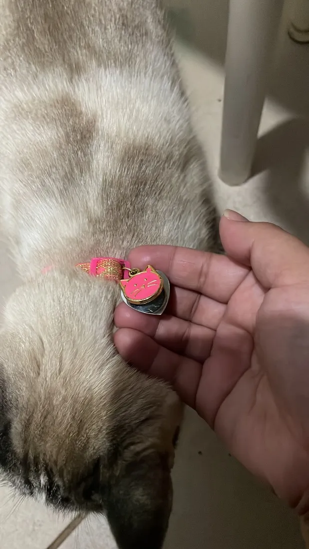Gato raça SRD-ViraLata idade 6 ou mais anos nome Miau 