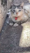 Miau 