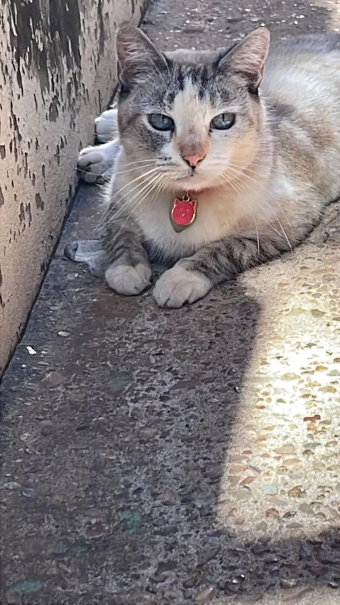 Gato raça SRD-ViraLata idade 6 ou mais anos nome Miau 